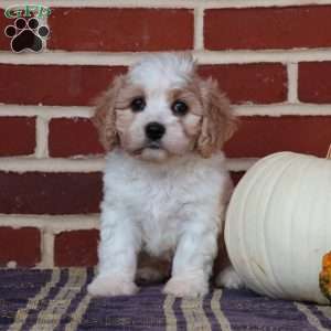 Alice, Cavachon Puppy